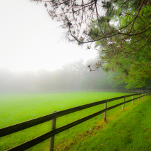 Foggy Morning 06.07.01