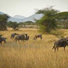 Kenya.06.07.04