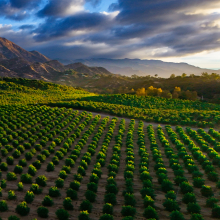Ojai Light.12.24.01