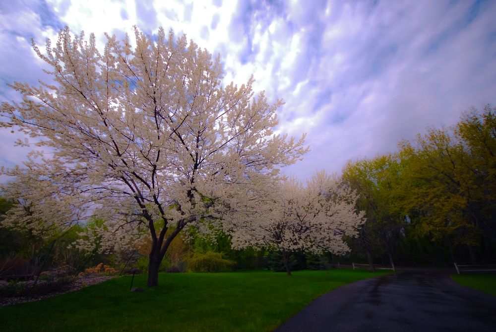 Spring Blossoms.05.15.01