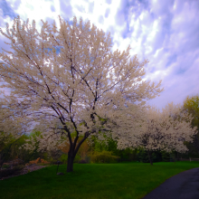 Spring Blossoms.05.15.01