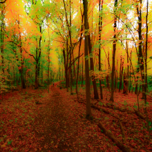 Walk in Whitney Woods.10.22.04