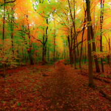 Walk in Whitney Woods.10.22.04