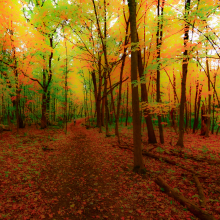 Walk in Whitney Woods.10.22.04